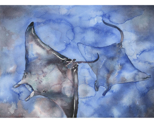 Rays swimming in ocean- watercolor painting stingrays in ocean.  Sea animal artwork blue watercolor painting rays ocean art fine art (print)