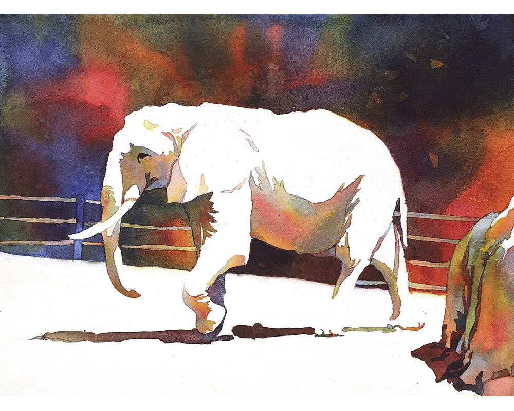 Elephant Walking In Zoo - Watercolor Painting (print)