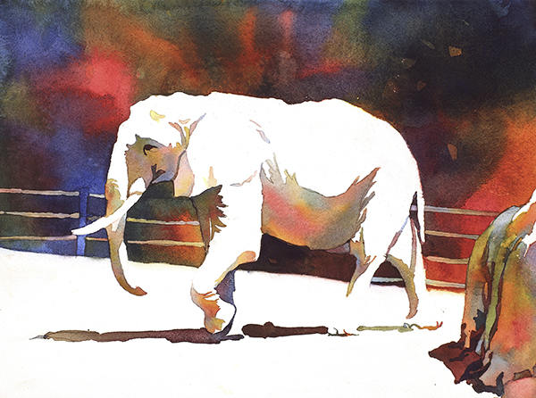 Elephant Walking In Zoo - Watercolor Painting (print)