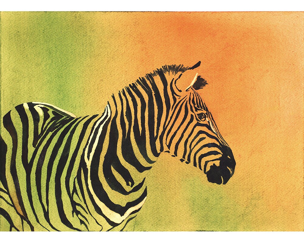 Zebra fine art watercolor painting- giclee print. Zebra watercolor painting, giclee reproduction of zebra painting, watercolor of zebra