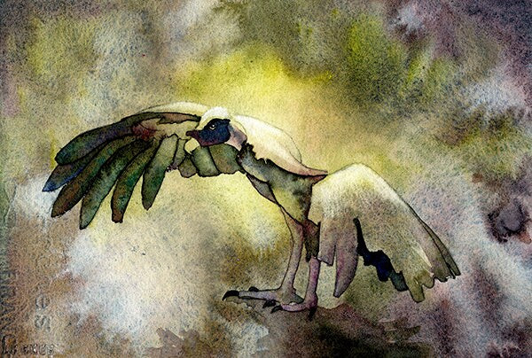 Bird art watercolor painting of African vulture with wings outstretched, bird art colorful vulture painting watercolor (print)