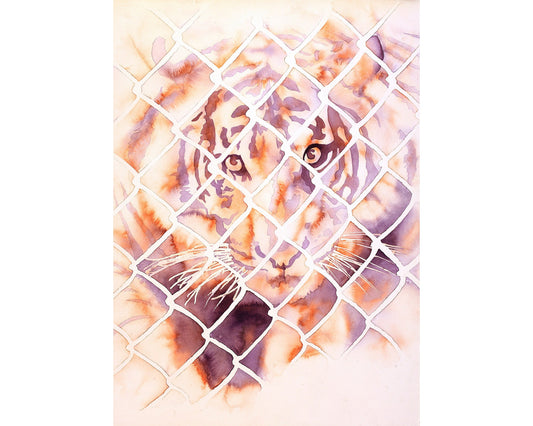 Tiger looking through cage at San Diego Zoo Safari Park- California. Tiger artwork home decor zoo animal colorful art wall artwork tiger (print)