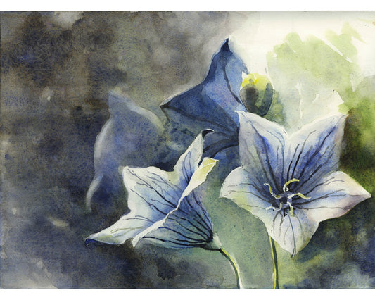 Blue balloon flowers.  Floral watercolor painting of blue balloon flowers green flower artwork fine art print.  Blue floral watercolor art (print)